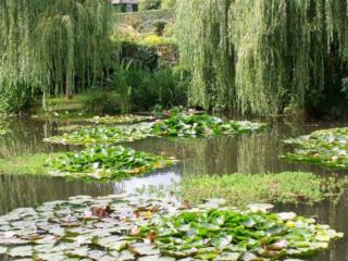 Giverny Half Day Tour with Audio Guide from Paris